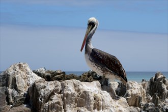Peruvian Pelican (Pelecanus thagus) on a rock