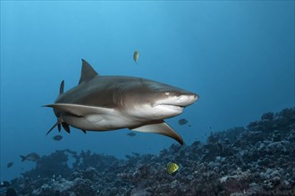 Sicklefin lemon shark (Negaprion acutidens) with Golden Trevally (Gnathanodon speciosus) over coral reef