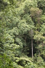 Dense vegetation in tropical rainforest jungle