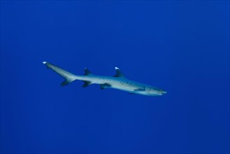Whitetip reef shark (Triaenodon obesus) swims in the blue water