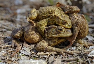 Common toads (Bufo bufo)