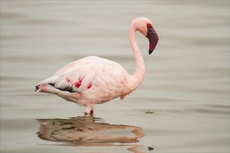 Lesser flamingo (Phoeniconaias minor)