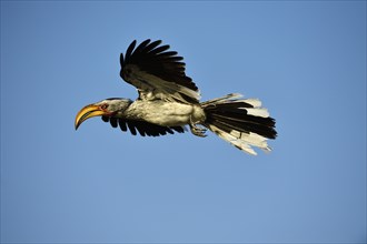 Southern Yellow-billed Hornbill (Tockus leucomelas) in flight