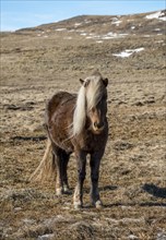Icelandic horse (Equus przewalskii f. caballus)