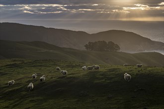 Sheep on pasture at evening mood