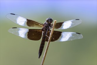 Widow Skimmer (Libellula luctuosa) on a perch