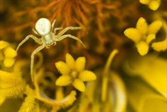 Goldenrod crab spider (Misumena vatia) on Zinnia (Zinnia elegans)