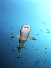 Whitetip reef shark (Triaenodon obesus) from below in the open sea