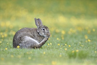 Wild rabbit (Oryctolagus cuniculus) grooming in a meadow