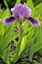 Low Bearded Iris (Iris barbata)