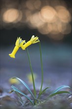 Cyclamen-flowered daffodil (Narcissus cyclamineus) with light reflections