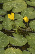Water fringe (Nymphoides peltata) in water