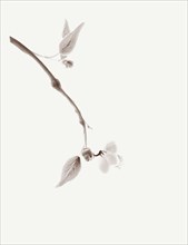 Minimalistic sakura branch with a delicate flower artistic oriental style illustration