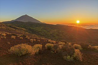 Flixweed (Descurainia bourgaeana) in bloom in front of volcano Pico del Teide at sunset