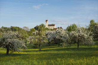 Flowering orchard meadow