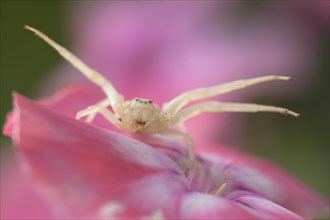Goldenrod crab spider (Misumena vatia) on pink flower