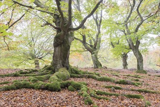 Old beeches (Fagus sylvatica) with mossy roots