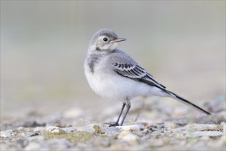 White wagtail (Motacilla alba) Young bird in an abandoned gravel pit