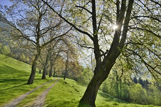 Nut tree alley in spring at Tratzberg Castle