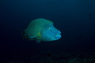 Humphead Wrasse or Napoleonfish (Cheilinus undulatus) swims in th blue water
