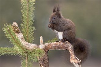 Eurasian red squirrel (Sciurus vulgaris) sits on branch of Pine (Pinus) and eats nut