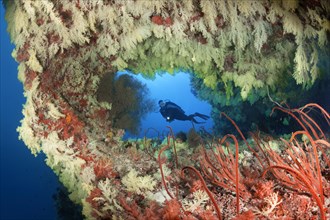 Diver looks at coral reef