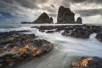 Starfishes on rocky coast