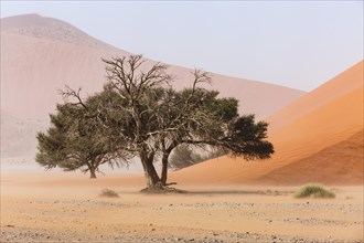 Camelthorn tree (Acacia erioloba) in front of Sand Dune