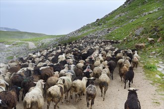 Sheep herd moving along Tosor Pass