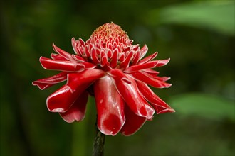 Red flower of Torch Ginger (Etlingera elatior)