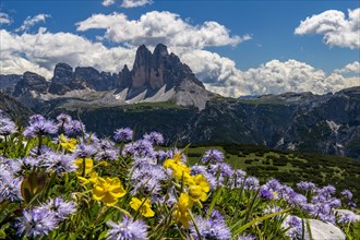 Flower meadow in front of mountain panorama