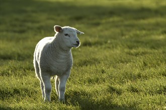 Sheep (Ovis)