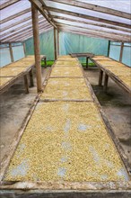 Coffee beans left to dry