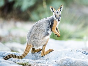 Yellow-footed rock-wallaby (Petrogale xanthopus)