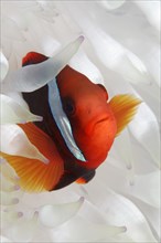 Clark's anemonefish (Amphiprion clarkii) in white anemone