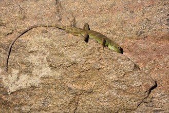 Semiadulte Green water dragon (Physignathus cocincinus) rests on rock