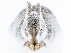 Mountain hare (Lepus timidus) cleans itself in the snow