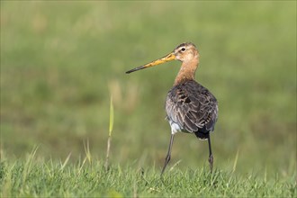 Black-tailed godwit (Limosa limosa) stands in the grass
