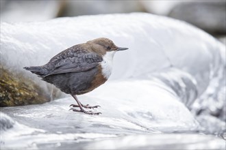 White-throated Dipper (Cinclus cinclus) sits on ice