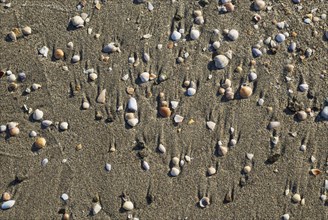 Shells at the Playa del Monsul