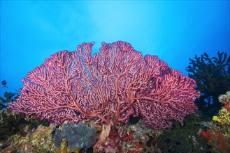 Cherry Blossom Coral or Godeffroy's Soft Coral (Siphonogorgia godeffroyi)