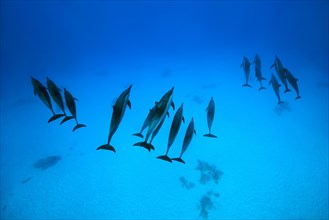 Three group of Spinner Dolphins (Stenella longirostris) swims over sandy bottom