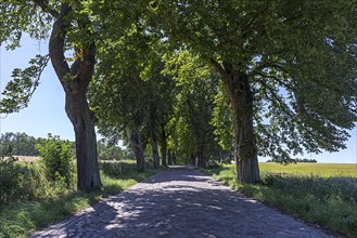 Alley with Chestnut trees (Castanea) on a cobblestone street