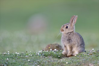 Young wild rabbit (Oryctolagus cuniculus) sits in front of its den