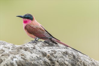 Southern carmine bee-eater (Merops nubicoides) sits on rock