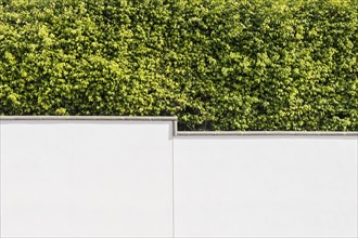 Dense Benjamini hedge in front of white perimeter wall in Puerto Calero