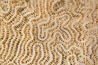 Coral fossil texture background