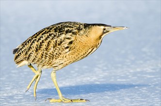 Eurasian bittern (Botaurus stellaris) strides over ice rink