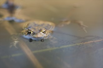 Common toad (Bufo bufo) with spawning lines in the water