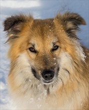 Islanddog (Canis lupus familiaris)